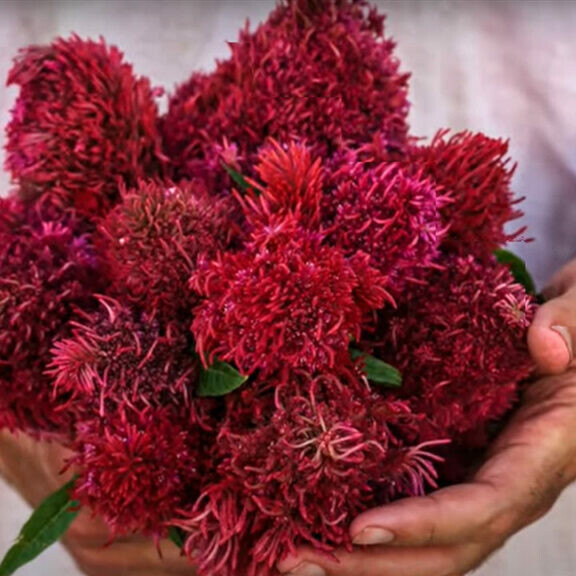 chinese wool flower