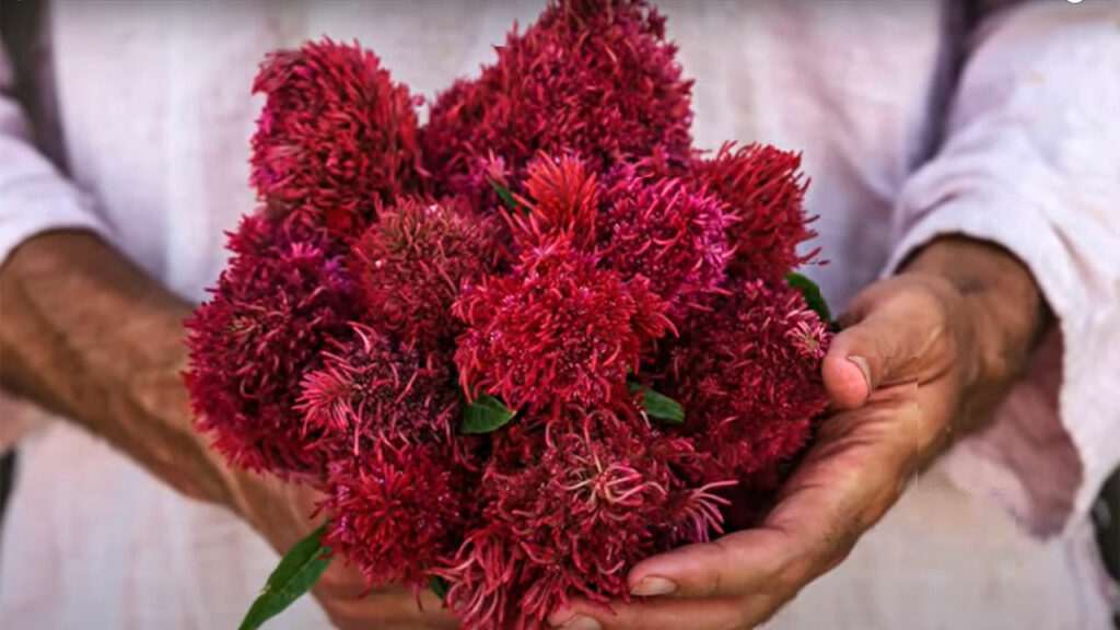 chinese wool flower