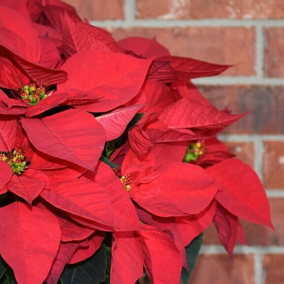 poinsettia care tips