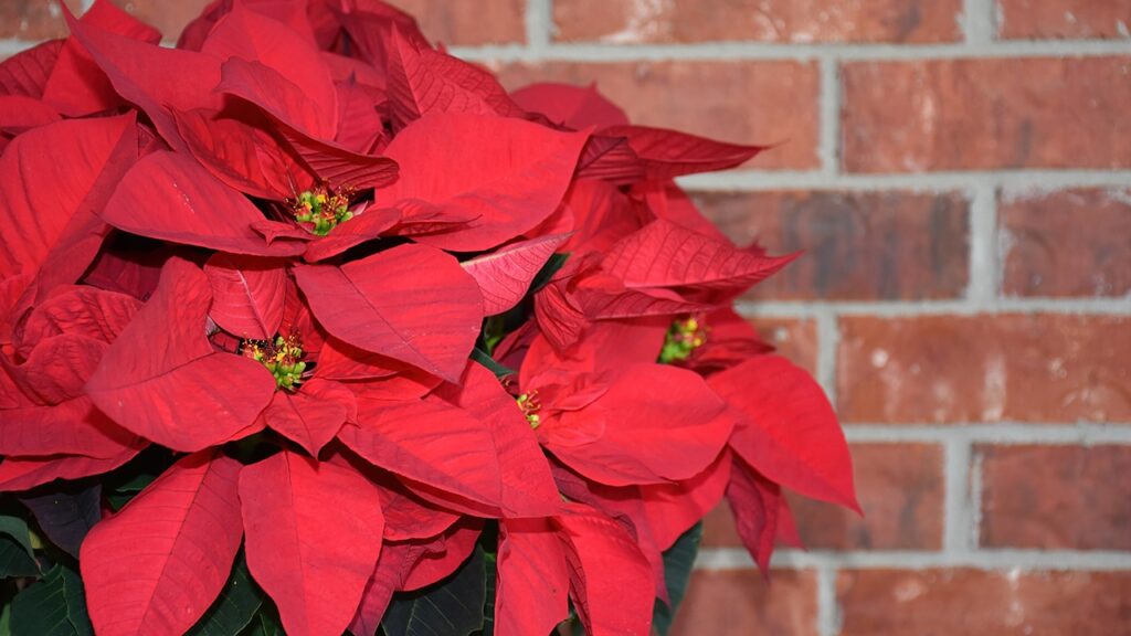 poinsettia care tips