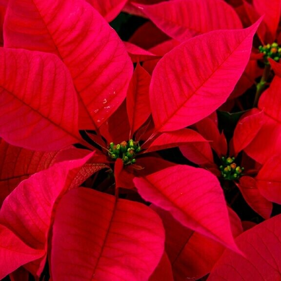 poinsettia leaves