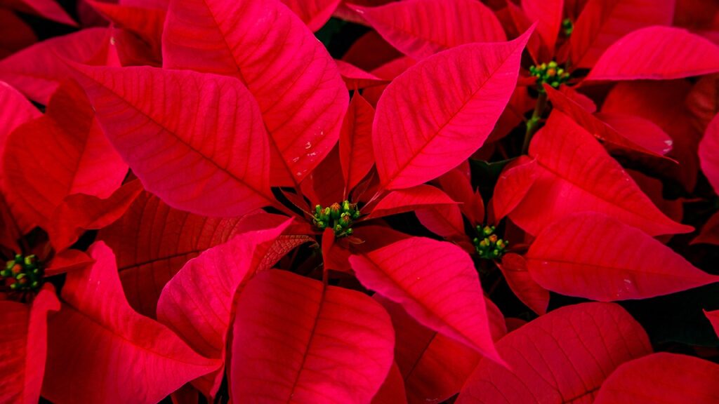 poinsettia leaves