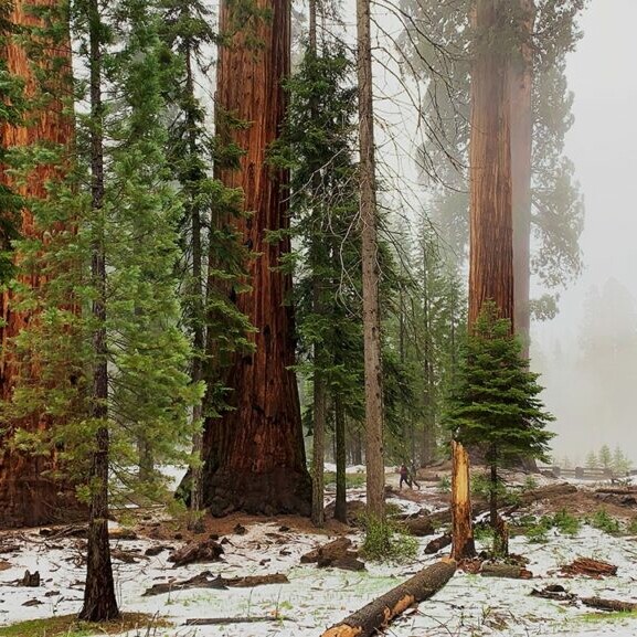 sequoias