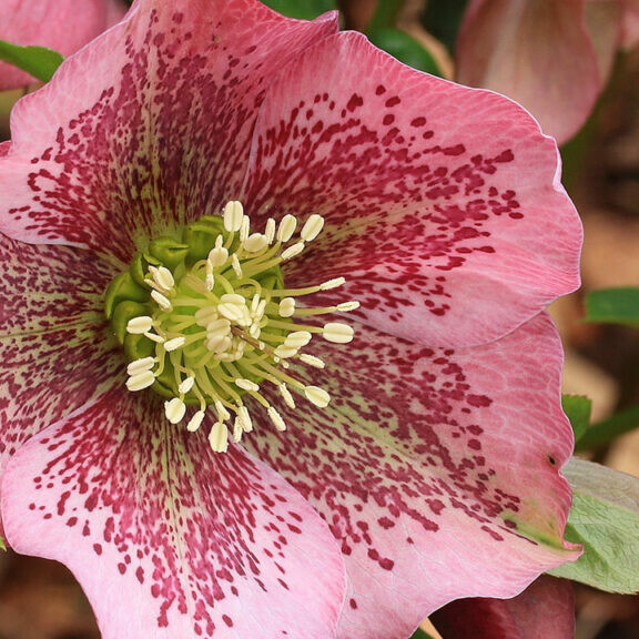 Helleborus Orientalis (Spring Rose)