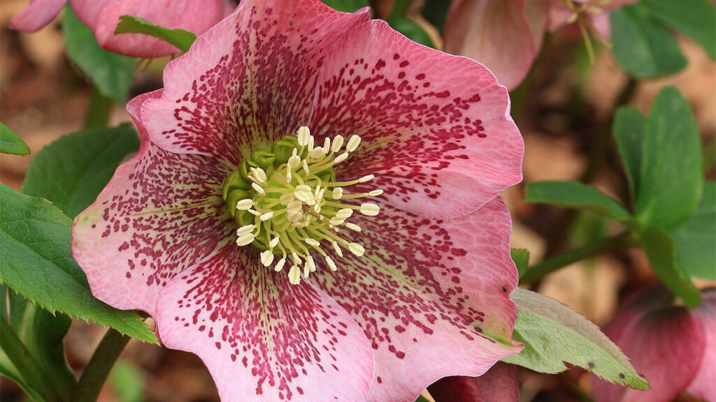 Helleborus Orientalis (Spring Rose)