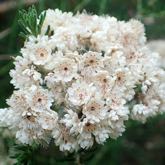 Ozothamnus diosmifolius flowers