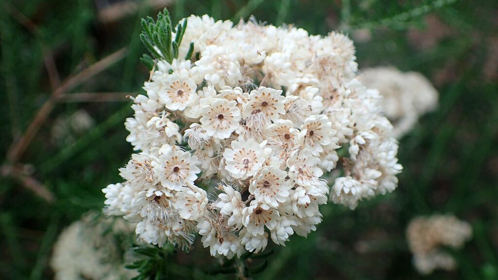 Ozothamnus diosmifolius flowers