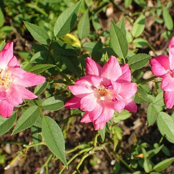 rosa rouletii