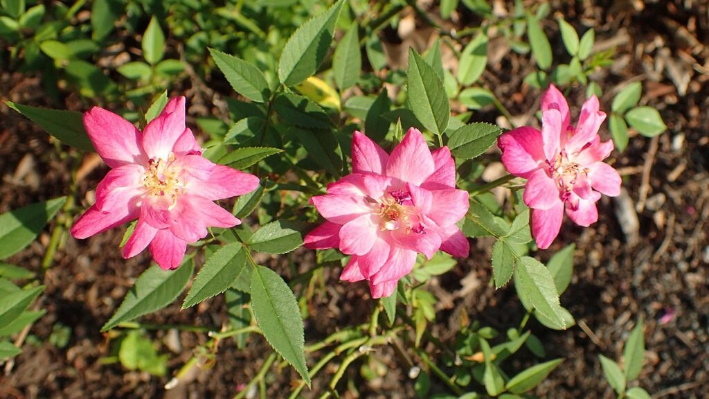 rosa rouletii