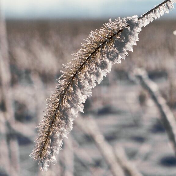 winter wheat