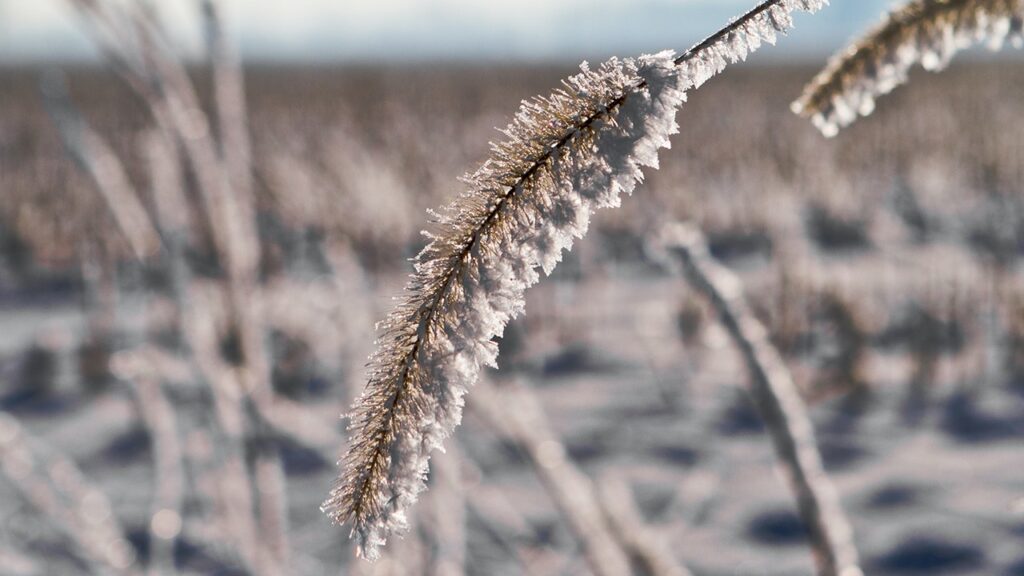 winter wheat