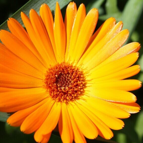 Calendula officinalis macro image