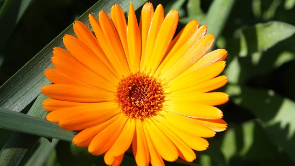 Calendula officinalis macro image