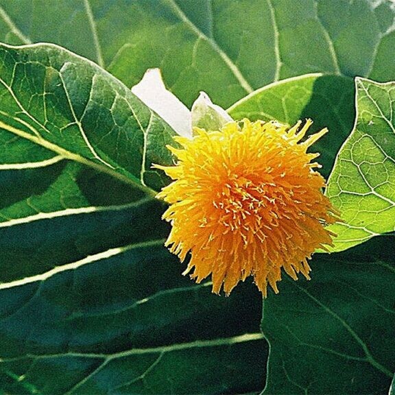 cabbage tree, Dendroseris litoralis