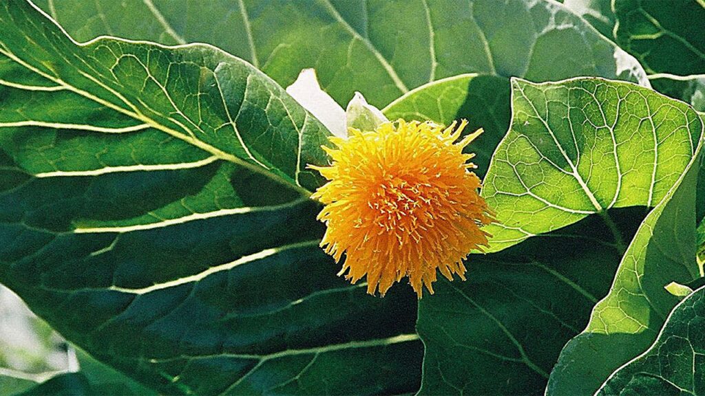 cabbage tree, Dendroseris litoralis