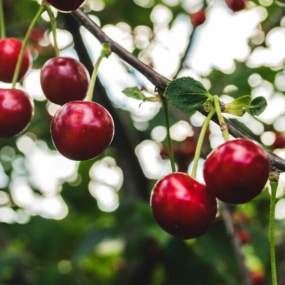 cherry tree george washington