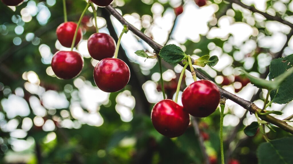 cherry tree george washington