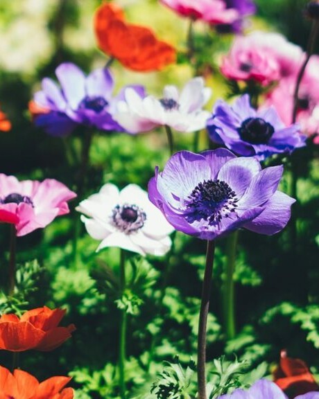 english garden flowers