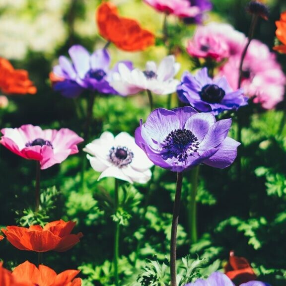 english garden flowers