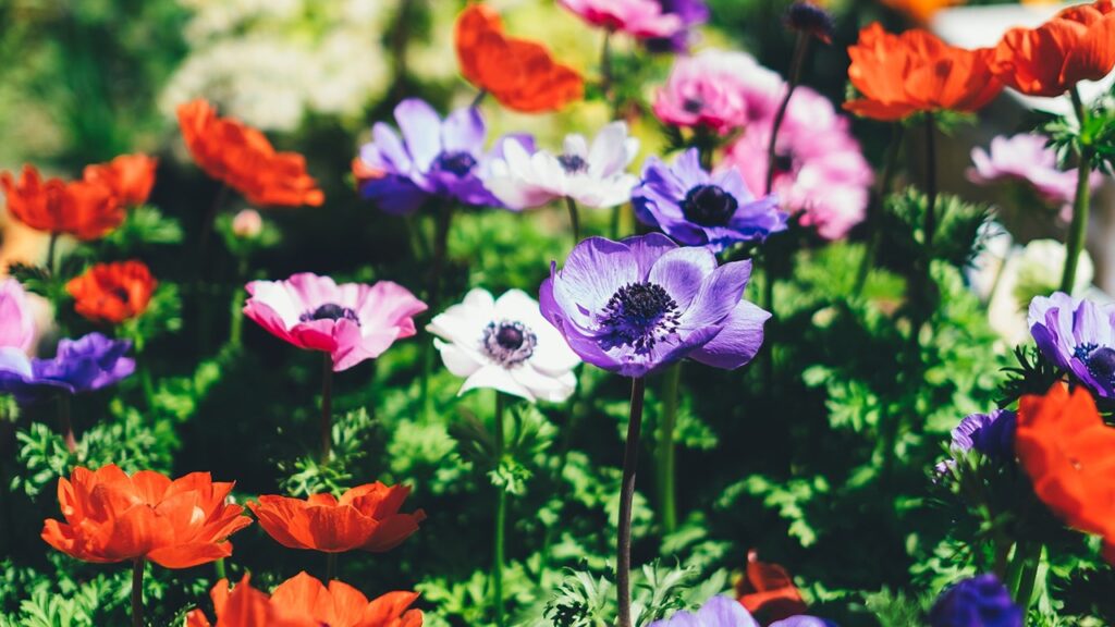 english garden flowers