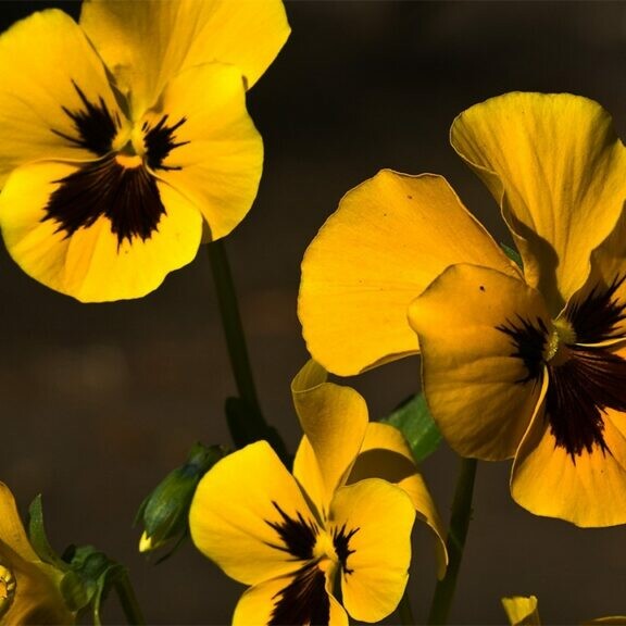 pansies flowers