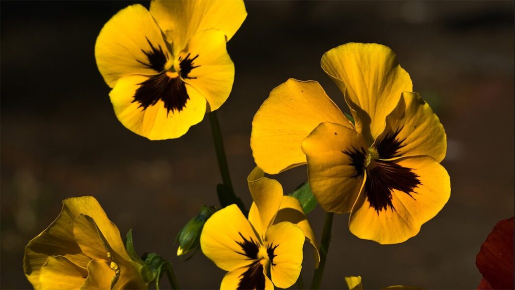 pansies flowers