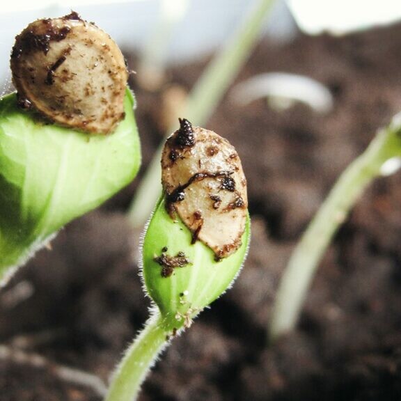 plants seed starting