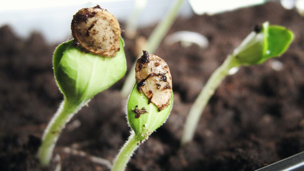 plants seed starting