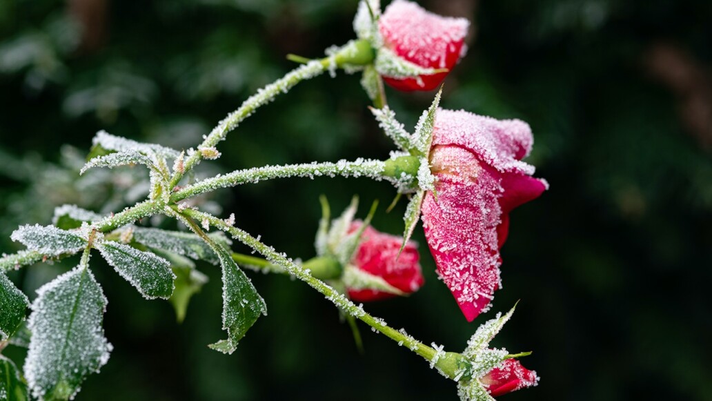 How To Treat Frost Damaged Plants Garden America