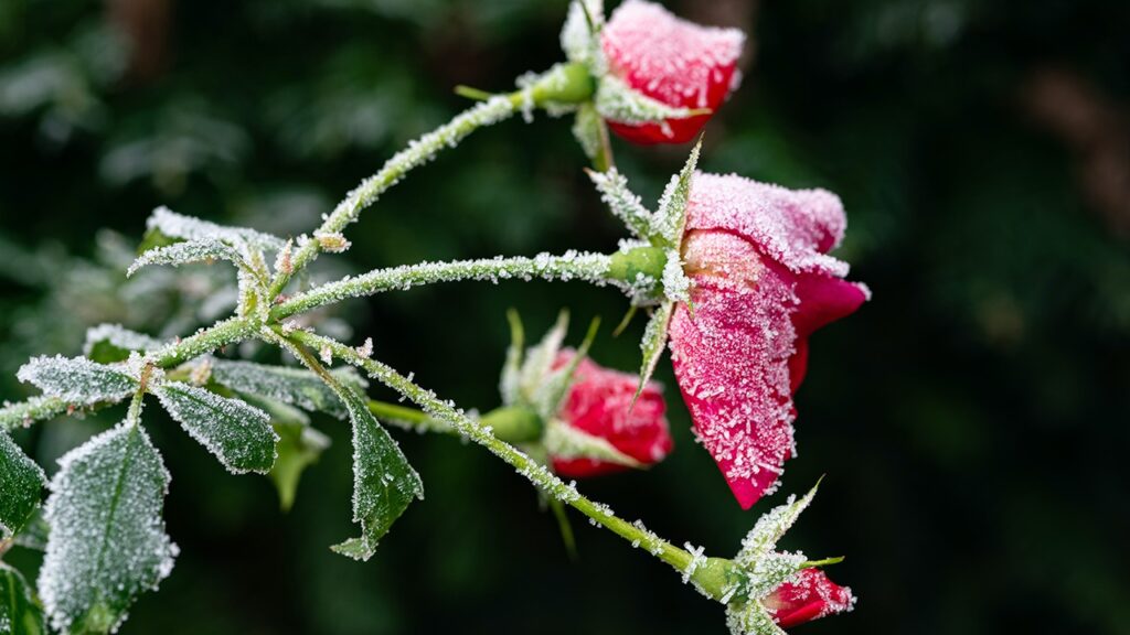 frost damaged plants