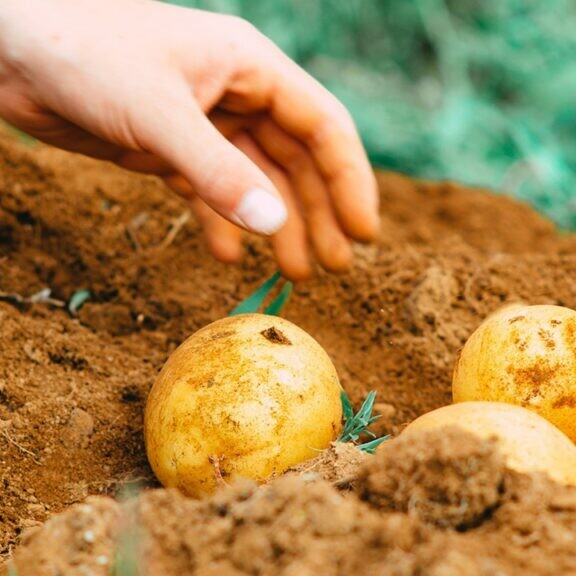 growing potatoes