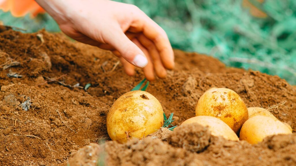 growing potatoes