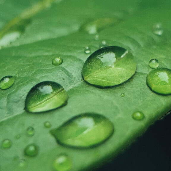 rain gardening threats