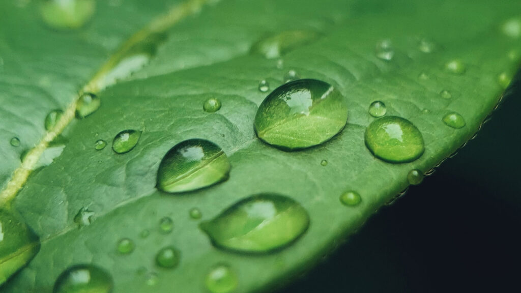 rain gardening threats