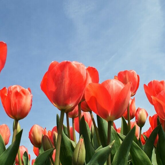 tulips