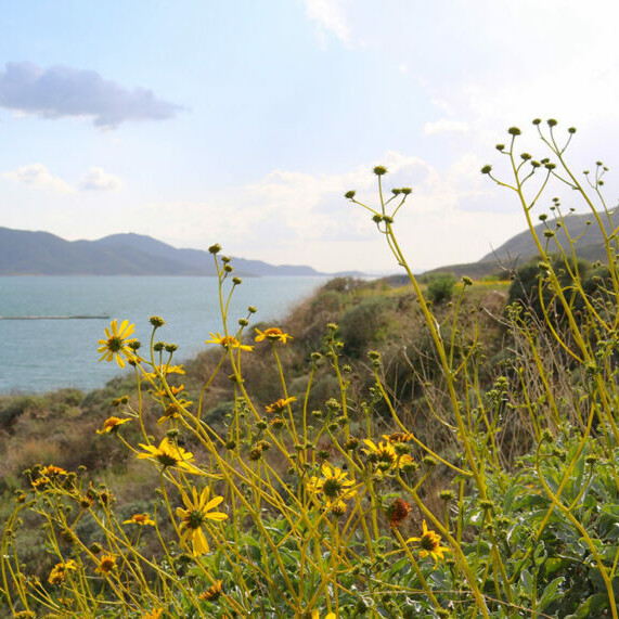 Diamond Valley Lake