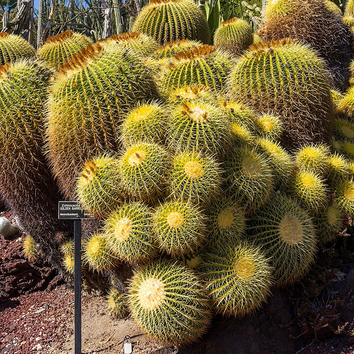 Golden Barrel Cactus at huntington library gardens