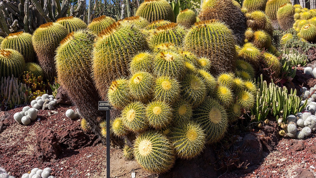 Golden Barrel Cactus at huntington library gardens
