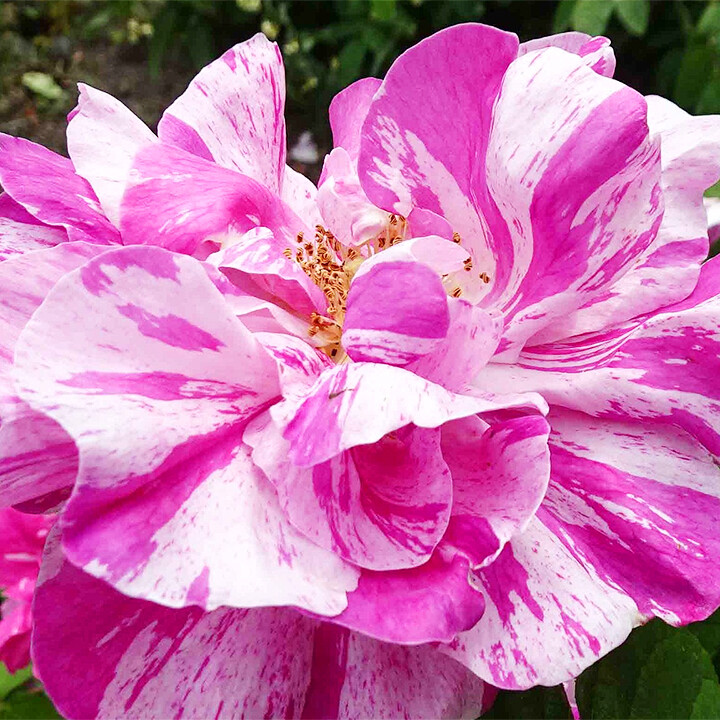 Rosa Mundi