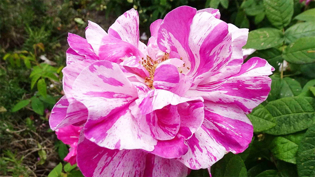 Rosa Mundi