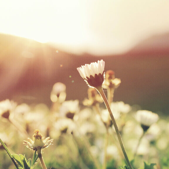 gardening in the spring