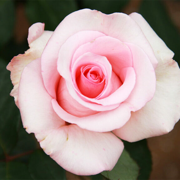 hybrid tea roses