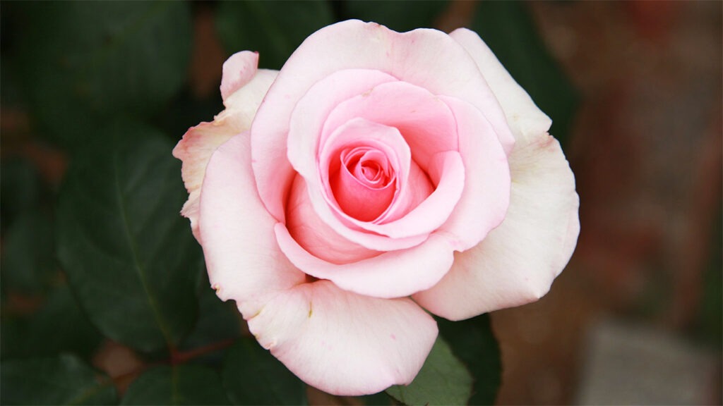 hybrid tea roses