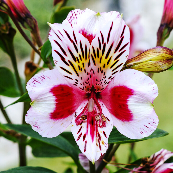 peruvian lily flower