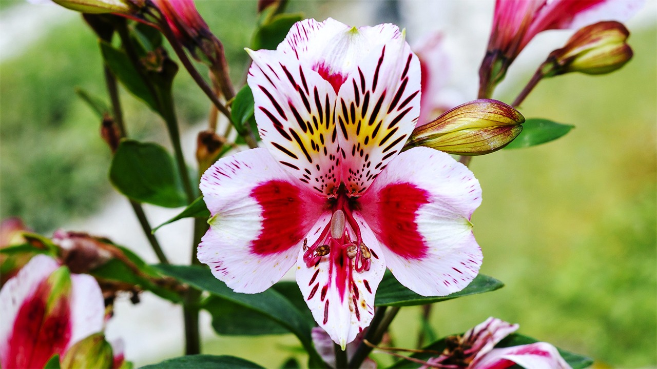 peruvian lily flower