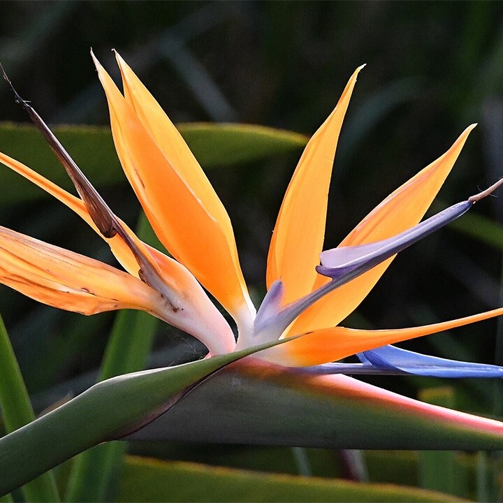 bird of paradise flower