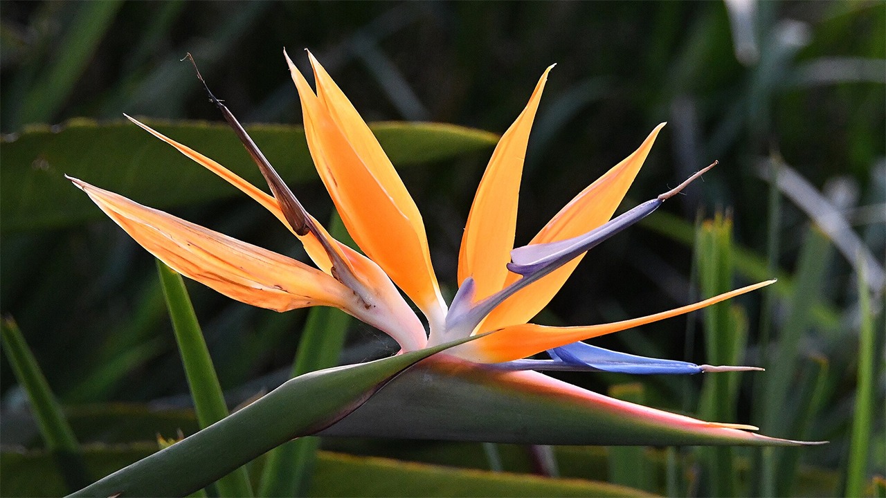 bird of paradise flower