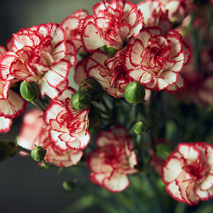 carnations mothers day