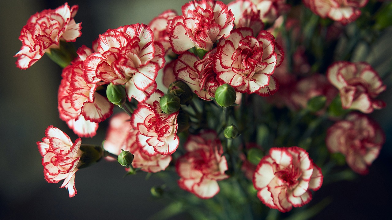 carnations mothers day