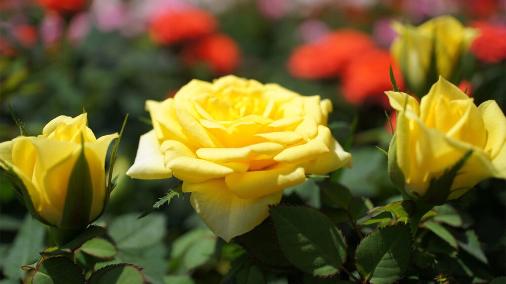 Where Have All The Miniature Roses Gone? | Garden America
